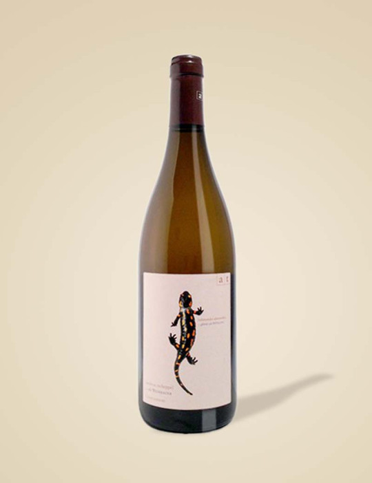 Salamander - AT Wein - Andreas Tscheppe